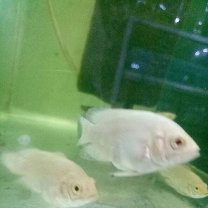 ikan oscar tiger albino Murah