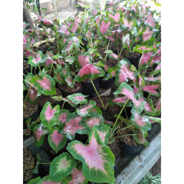 Tanaman keladi hias pink mini