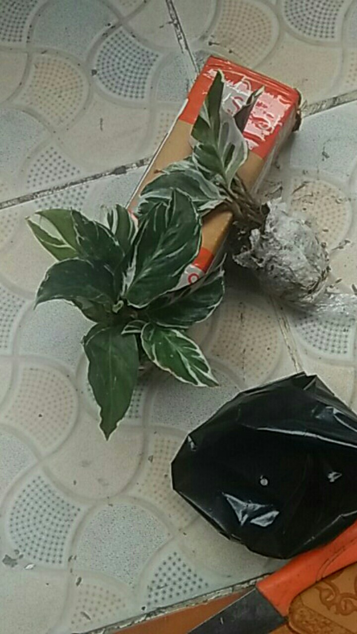 Calathea Tissue White Fussion