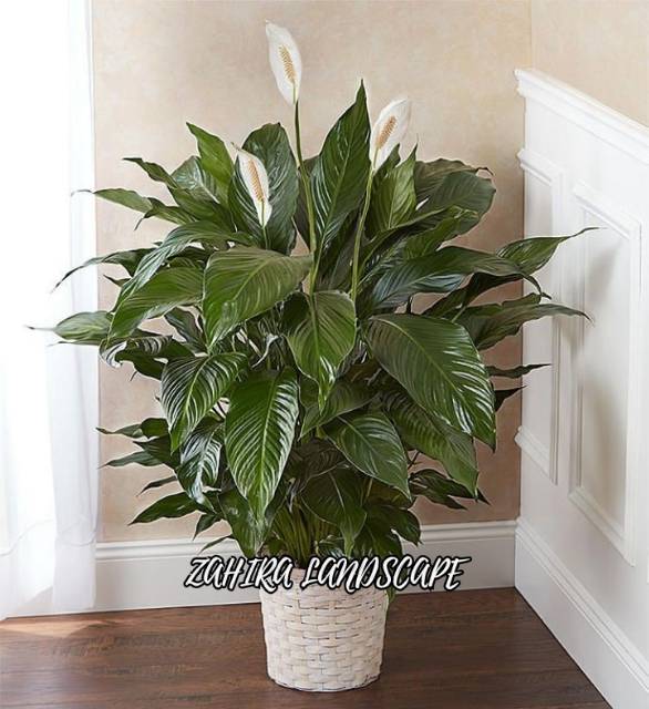 Tanaman Hias Peace Lily - Spatuphilum Hijau - Tanaman Pembersih Udara