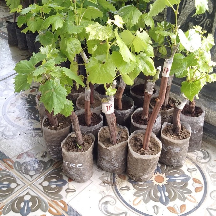 Bibit anggur import oscar hasil grafting