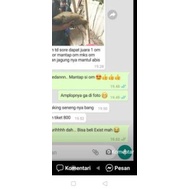 Pengumpul ikan bendingan ganas - umpan ikan Mas - umpan pancing dan bamper segala jenis medan