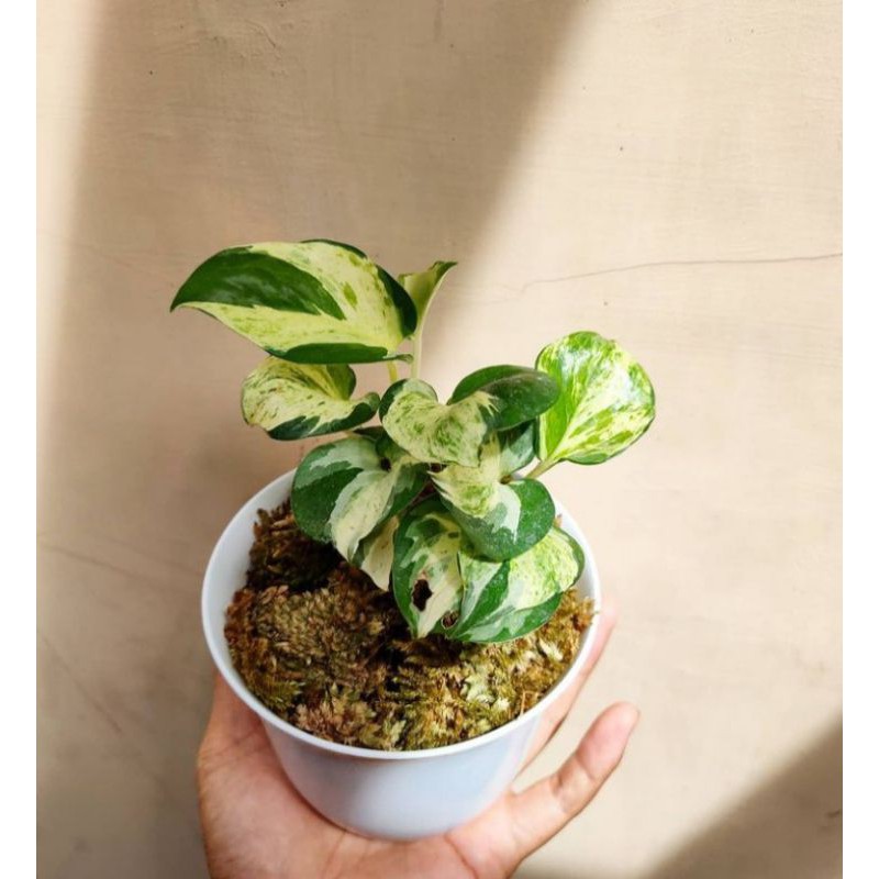 Tanaman Hias Epipremnum Manjula Sirih Manjula Sirih Keong Varigata