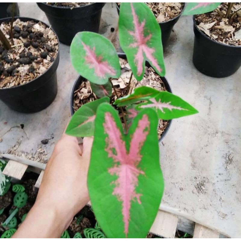 tanaman hias/keladi/keladi pink rabbit/pink rabbit