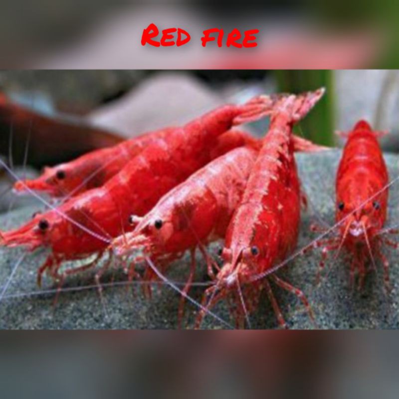 udang hias red fire aquascape
