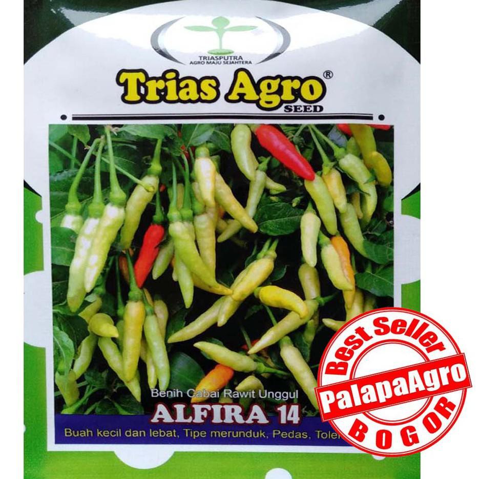 Grosir Isi 2300 Biji Bibit Cabe Rawit Putih Unggul Alfira