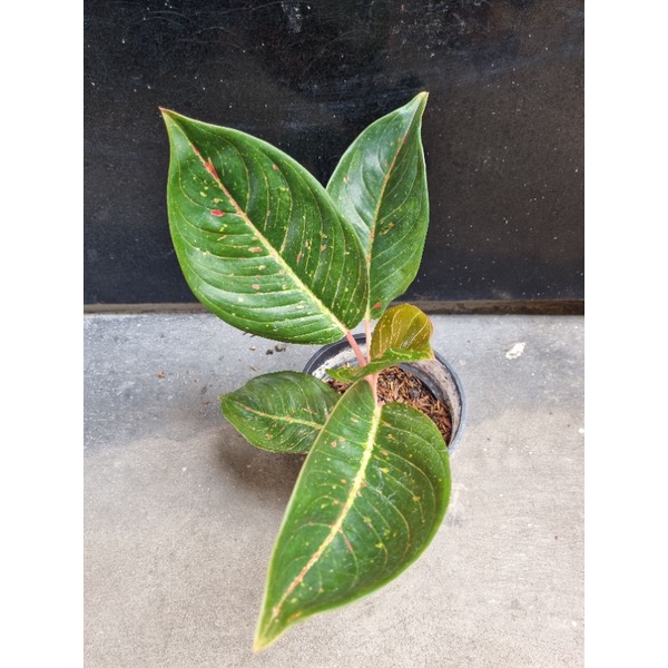 aglonema tiara black