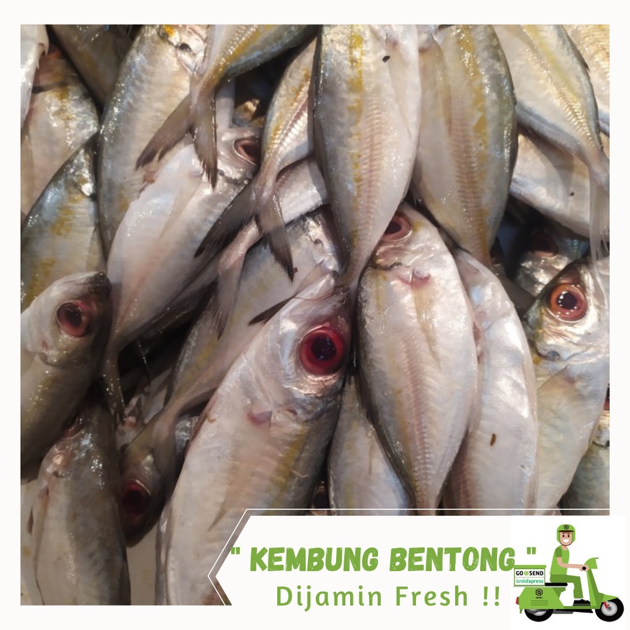 

Ikan Kembung Bentrong
