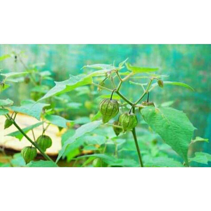 

daun ciplukan/cecenet segar 500gr