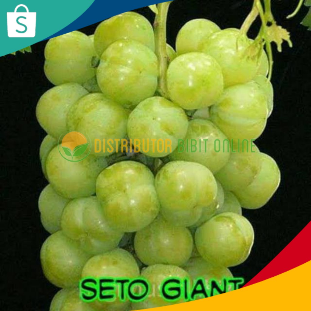 Bibit Anggur Import Seto Giant Hasil Grafting