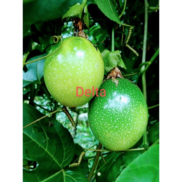 

Buah markisa segar