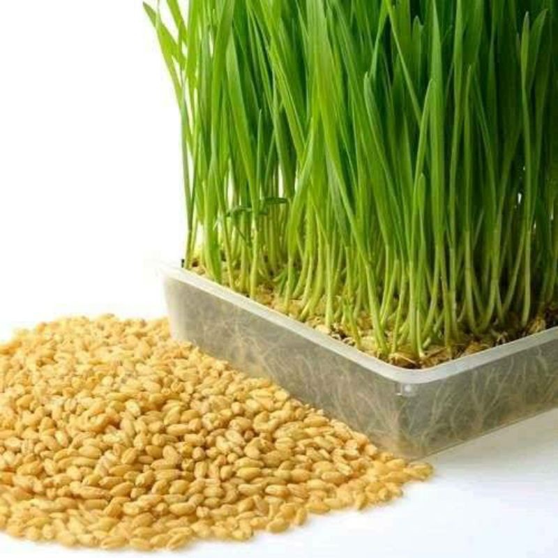 Benih Wheatgrass Seed/rumput gandum/Gandum kucing/rumput kucing