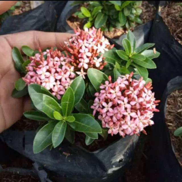Bibit Tanaman Bunga Asoka Tanaman Hias Asoka Bunga Cantik Asoka Bibit Bunga Asoka Berbunga Shopee Indonesia