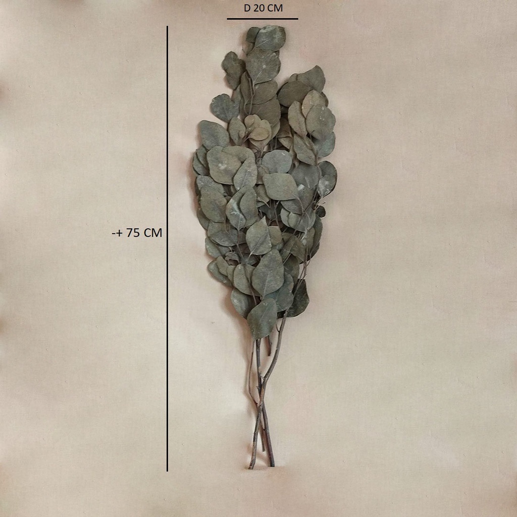 Dried Circle Eucalyptus Leaf Daun Kering Hijau Asli Import Dekorasi Rumah Hiasan Pajangan