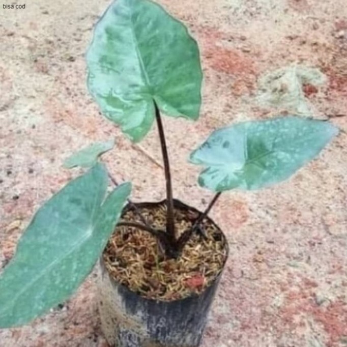 Pohon keladi Hitam / Sente Hitam Tanaman hias Keladi Sente Hitam