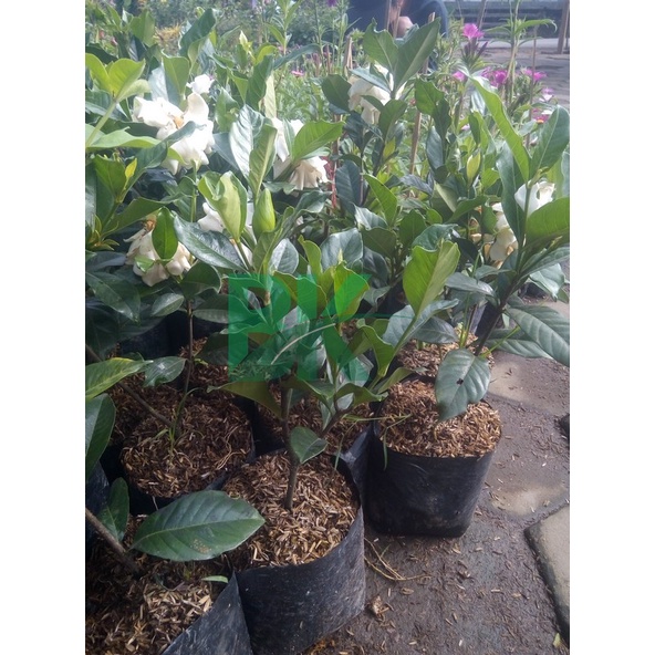 TANAMAN HIAS GARDENIA JASMINOIDES/KACA PIRING/CEPIRING - BAKUL KEMBANG