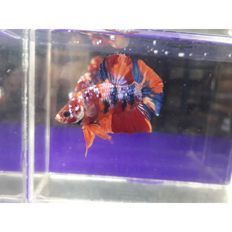 ikan cupang betta ikan hias bagus murah siap breed isi 2 jantan/ male