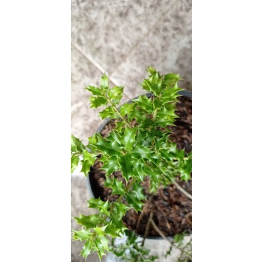 Bahan Bonsai ilex import