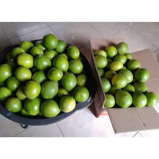 

jeruk lemon