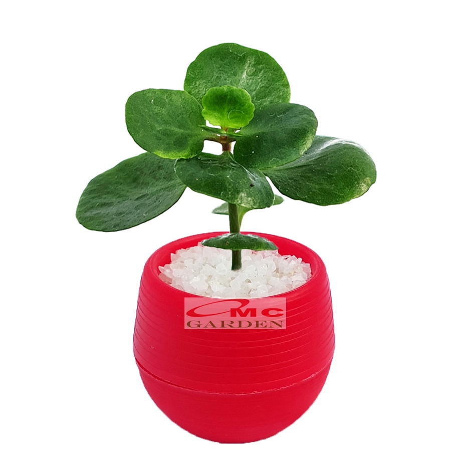 Tanaman Hias Sukulen Sekulen Mini Succulent Kaktus plus Pot Bola Warna SKLN-021-025