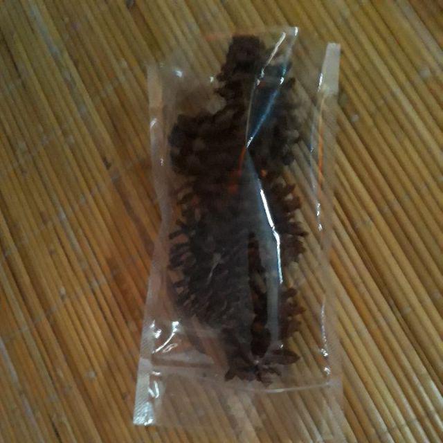 Pinecone / Pinus Kecil