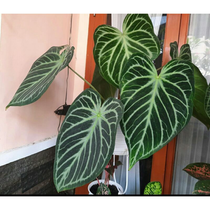 bonggol kuping gajah silver blush