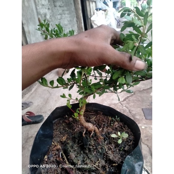 BONSAI SANTIGI DARI BIJI SUPER MURAH DAUN RAPAT 40K