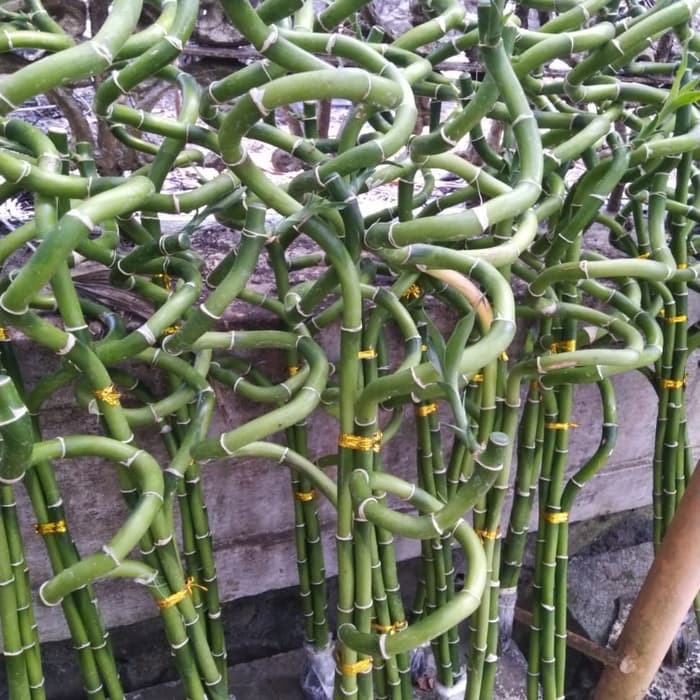 Tanaman Bambu hoki spiral