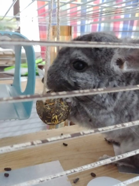 HAY BALL SNACK MAKANAN KELINCI MAINAN KELINCI CHINCILLA MAINAN BOLA HAY MAINAN MARMUT HAMSTER