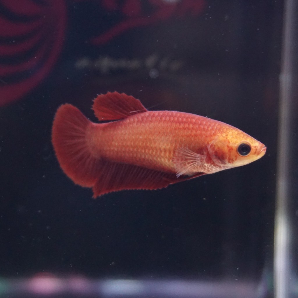 cupang female plakat red line FCCP betina 0304
