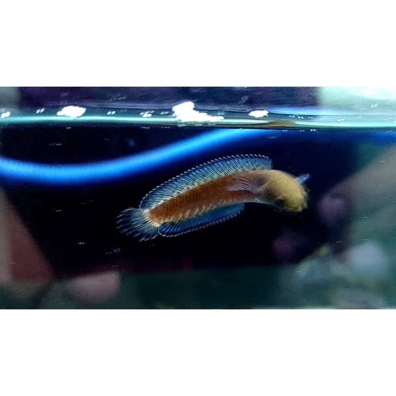 Request Andrao sepasang/pair