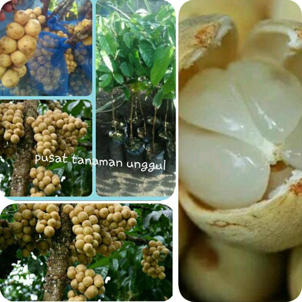 @_# =£1 bibit buah duku palembang ~€