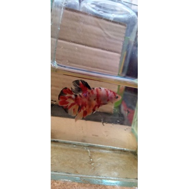 cupang nemo koi pejantan