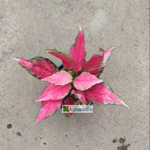 Aglonema Red Star - Aglopedia