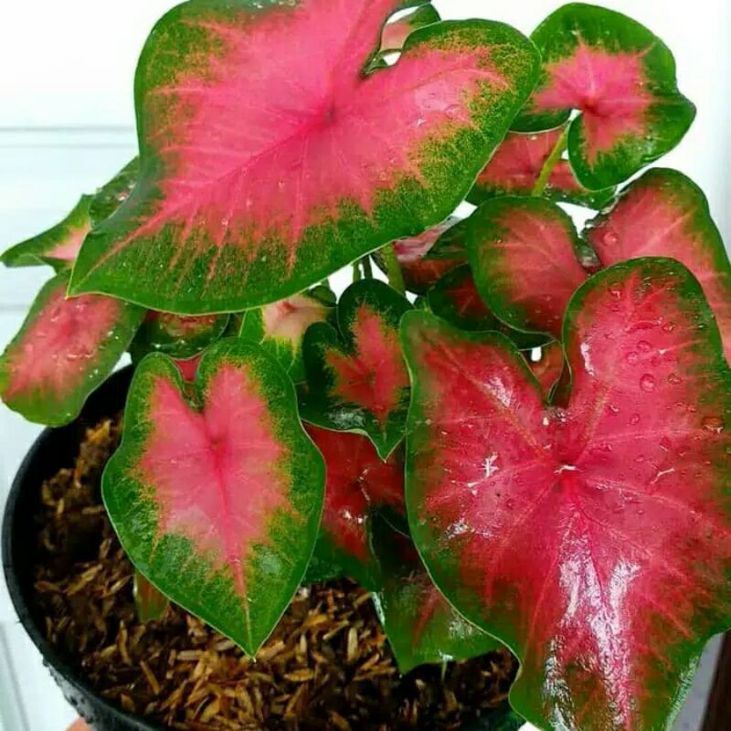 Tanaman Hias Keladi Pink-Keladi Pink-PROMO // Keladi pink love-Keladi hias pink-Tanaman hias keladi