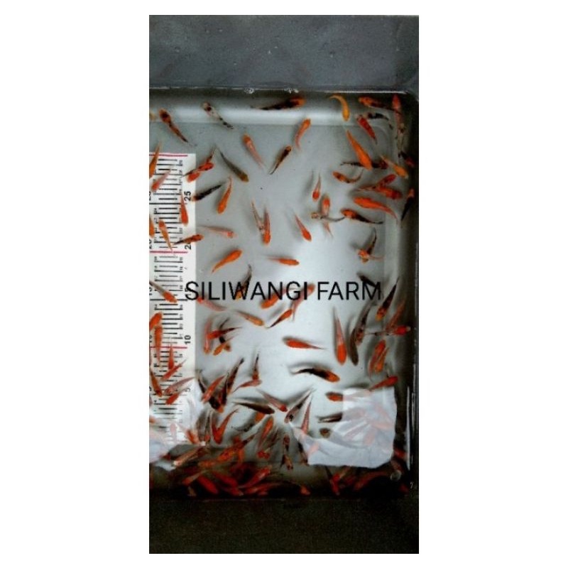 Bibit Ikan Koi Size 3,4,5 cm Minimal Order 15ekor