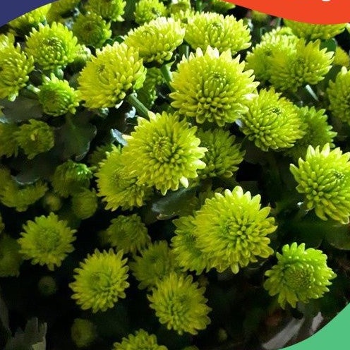 ID BUNGA KRISAN HIDUP KRISAN TANAMAN HIAS SUDAH BERBUNGA