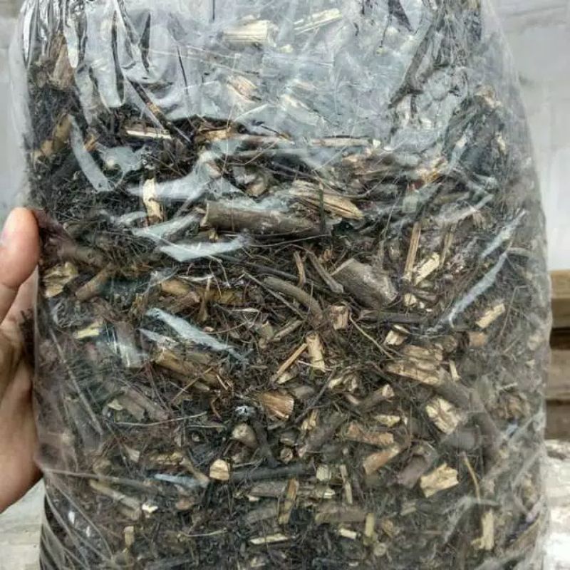 media tanam pupuk pakis andam - potongan akar pakis andam 250gram