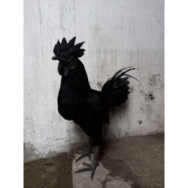 TELUR AYAM CEMANI FRESH LIDAH ABU