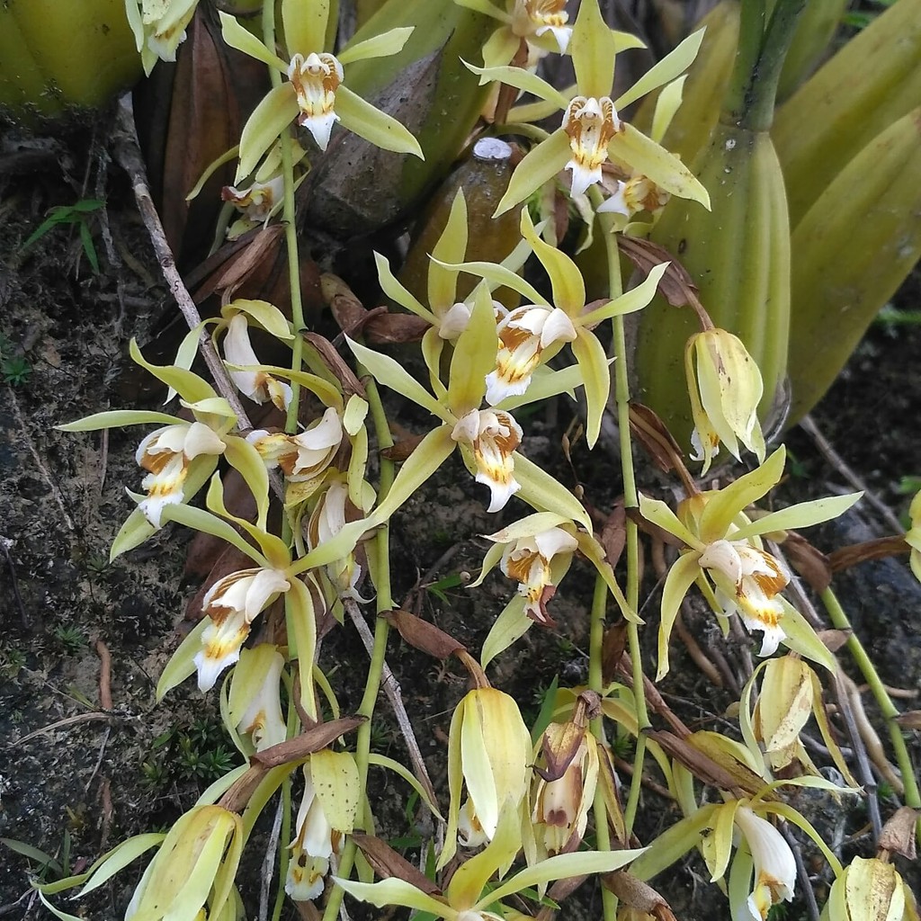 Anggrek Coelogyne rochussenii de Vriese 1854