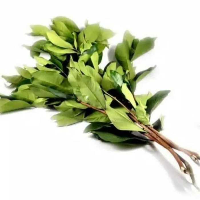 

DAUN SALAM (pack 100 gr)