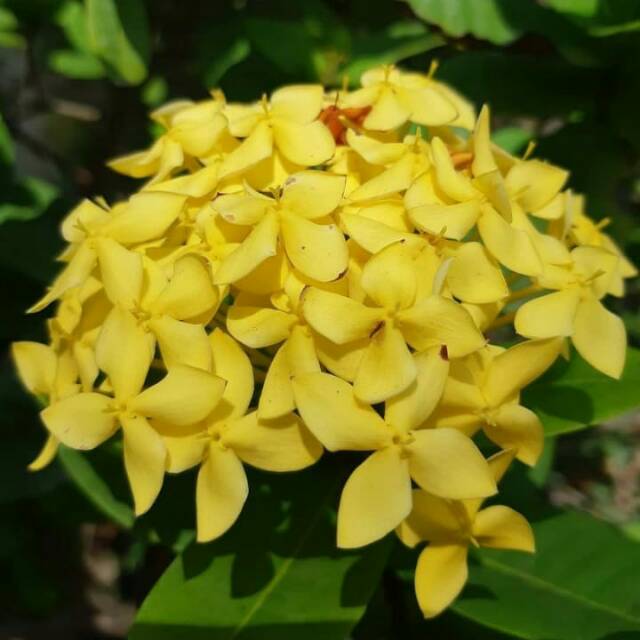 Tanaman hias asoka kuning/asoka kuning