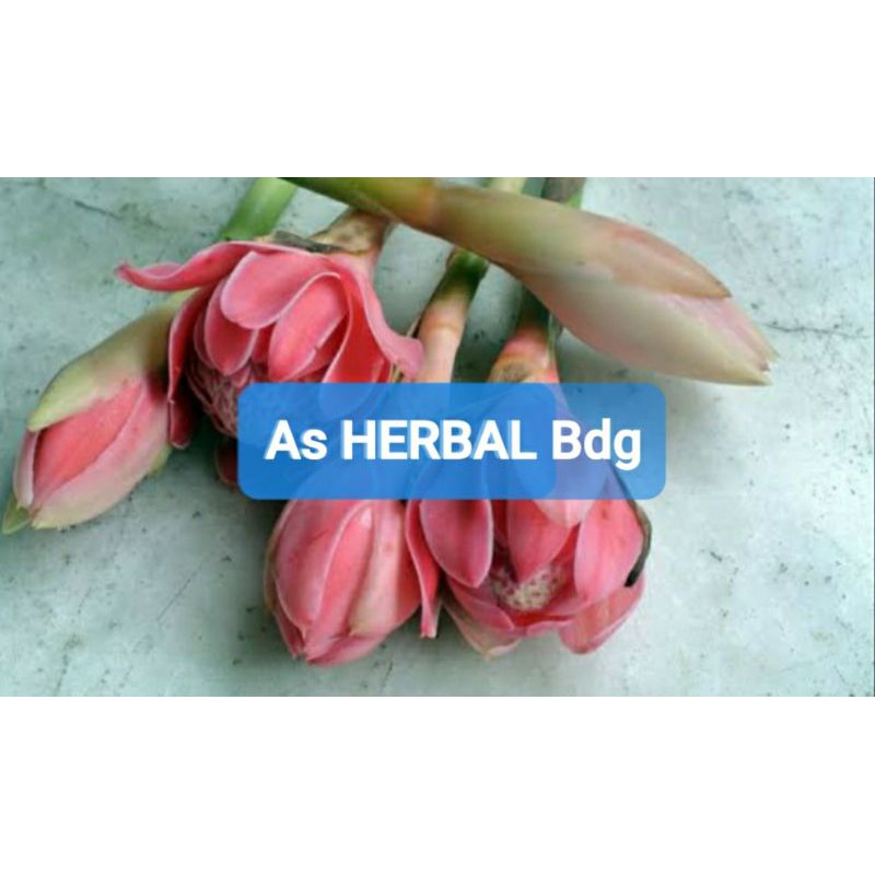 

Bunga kecombrang bunga honje segar 500 gram
