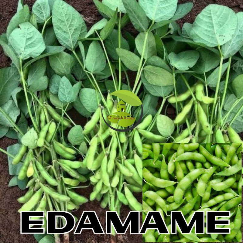 Benih Kacang Edamame Bibit Edamame