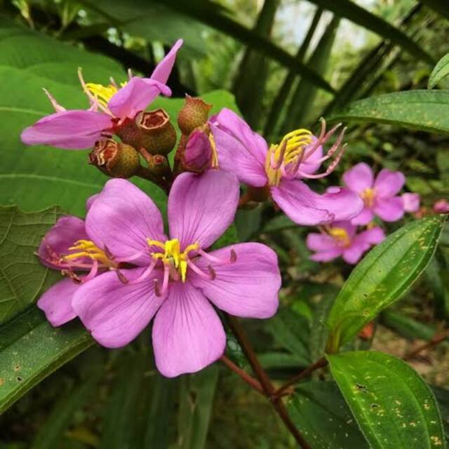 evan12melawi