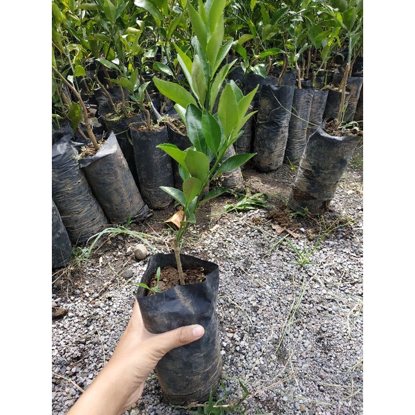 Bibit jeruk keprok siam.