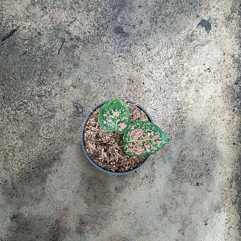 aglonema baby tricolour