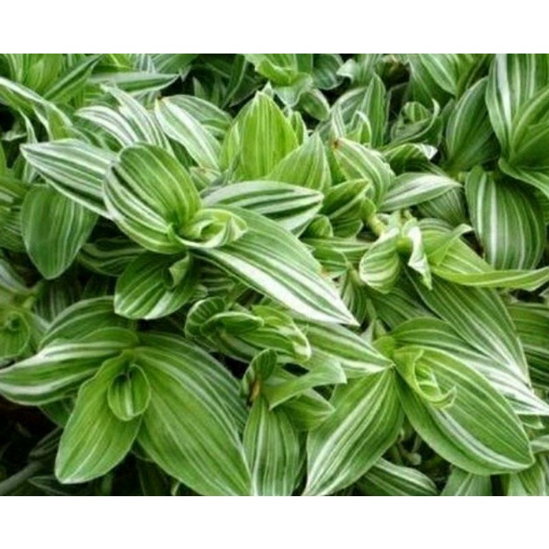tanaman gantyng tradescantia fluminensis