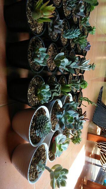 Paket Sekulen 50 Pcs