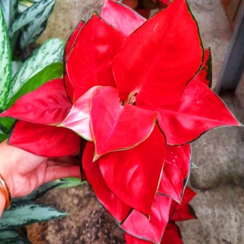 Aglaonema suksom jaipong /Aglonema suksom jaipong florist nursery / Aglonema suksom jaipong (Tanaman hias aglaonema suksom jaipong) - tanaman hias hidup - bunga hidup - bunga aglonema - aglaonema merah - aglonema merah - aglaonema import - aglaonema murah